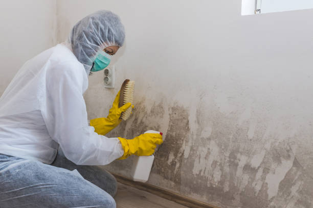 Professional Mold Removal & Remediation in Moyie Springs, ID